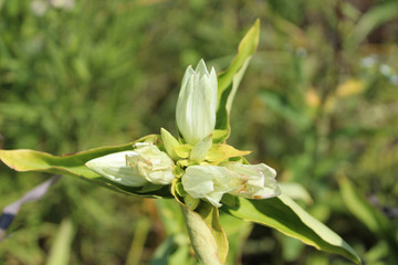 Cream gentian in the sun at Somme Prairie Nature Preserve in Northbrook, Illinois