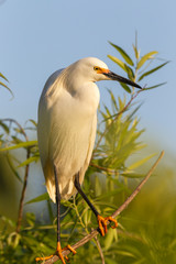 Snowy Egret in Morning sun