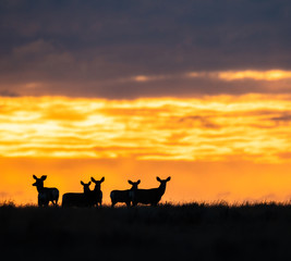Fototapeta na wymiar Deer in the sunrise