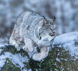 Leaping Lynx - A Canadian lynx is in a pounce ready position as it springs into a leap from a rock. Captive Wildlife. Kroschel Wildlife Center, Haines, Alaska. © richardseeley