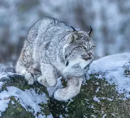 Muurstickers Leaping Lynx - A Canadian lynx is in a pounce ready position as it springs into a leap from a rock. Captive Wildlife. Kroschel Wildlife Center, Haines, Alaska. © richardseeley
