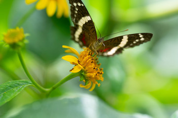 Butterfly feeding on a yellow flower