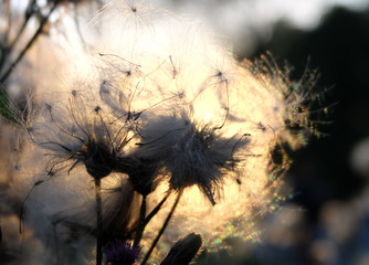 Fluffy seeds of a thistle on the background of a sunset in late summer, macro photography, selective focus, backlight, blurred background.