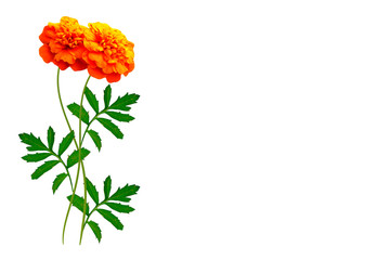 Colorful autumn flowers of marigold