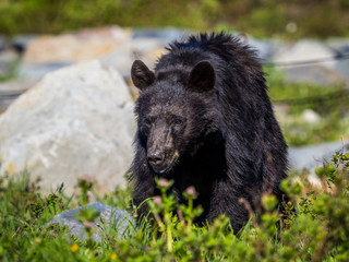 Black bear in Mount Rainier National Park
