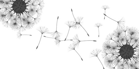 Dandelion background.