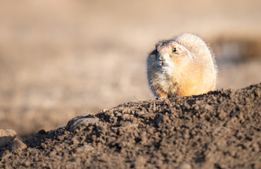 Prairie dog in the wild