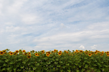 Słoneczniki na polu na tle błękitnego nieba z chmurkami 
