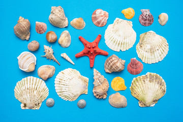 Seashells on the blue flat lay abstract background.