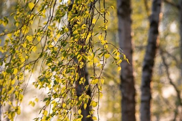 Młode liście brzozy w wiosennym zachodzącym słońcu © Meija