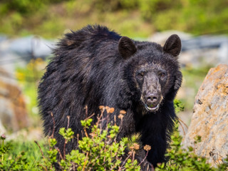 Fototapeta premium Black bear in Mount Rainier National Park