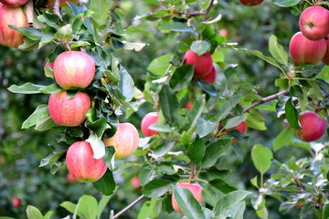 Reife rote Äpfel am Apfelbaum - Erntezeit in Südtirol