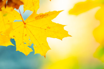 Maple leaves in autumn forest. Tree branch with autumn leaves. Yellowed maple leaves on a blurred background. Autumn nature background with bokeh. Very shallow focus