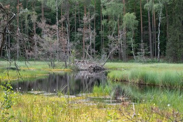 Żeremie bobra w rezerwacie torfowiskowym Bagno Przecławskie © Meija