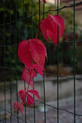 single branch with red leaves on green fence
