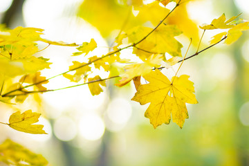 Maple leaves in autumn forest. Tree branch with autumn leaves. Yellowed maple leaves on a blurred background. Autumn nature background with bokeh. Very shallow focus
