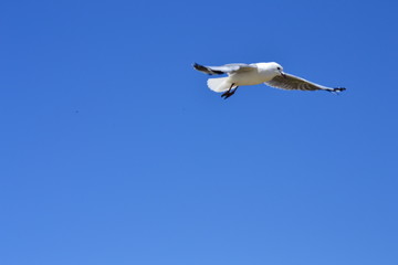 Fototapeta premium seagull in flight