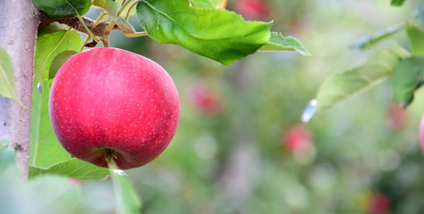 Leckere reife rote Äpfel am Apfelbaum - Apfelernte im Herbst in Südtirol