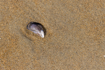 Fototapeta na wymiar Mussel shell on Beach