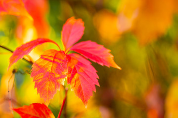 Red leaves of a wild grapes. Autumn leaves of wild grapes with blurred background. Autumn background. Copy space