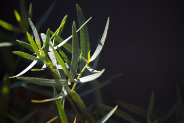 Fresh terragon © art3emis