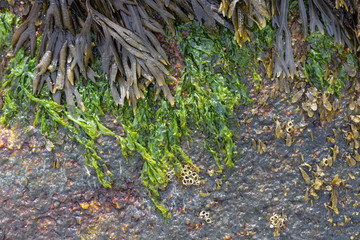 seaweed Covered Rocks at Low Tide