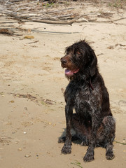 Hunting dog, Drathaar sitting on a beach wet after swimming in the river