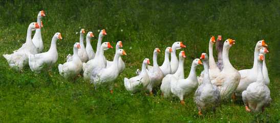 Flock of domestic geese on a green meadow. Summer green rural farm landscape. Geese in the grass, domestic bird, flock of geese, panoramic view - obrazy, fototapety, plakaty