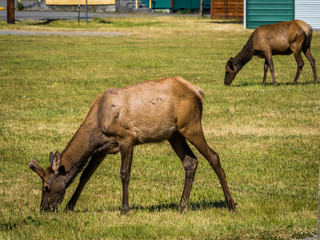 Fototapeta premium Herd of Roosevelt Elks grazing on a field in a small village in the Cascade mountains