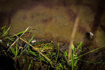 frog in a puddle hiding behind some grass