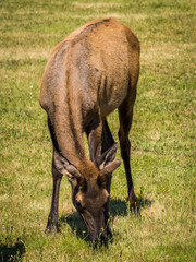 Herd of Roosevelt Elks grazing on a field in a small village in the Cascade mountains