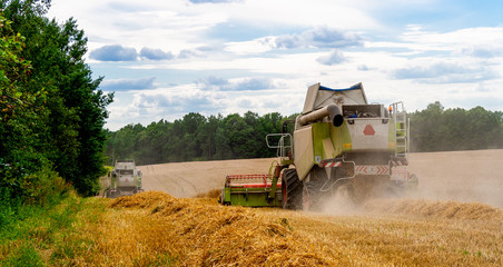 Fototapeta premium Two combine harvesters harvests ripe wheat in the field, background of the forest and sky with clouds. Collecting seeds of cereals with special equipment on the farm. Back view. Banner for site. 