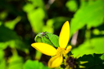 tiny spider hiding on a yellow flower