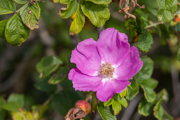 Salt Spray Roses on North Atlantic Coast of Maine	