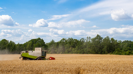 Combine harvester harvests ripe wheat in field, against of trees and beauty blue sky with clouds....