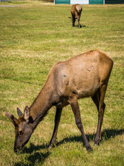 Herd of Roosevelt Elks grazing on a field in a small village in the Cascade mountains