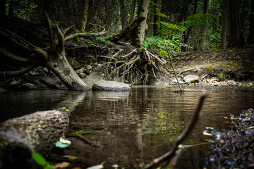 fallen tree in a river