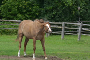 Chestnut horse shaking off dirt after rolling