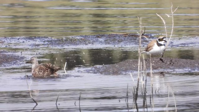 Bruchwasserl&auml;ufer und Flu&szlig;regenpfeifer am Jungferweiher Ulmen in der Eifel