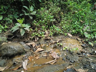 river in a very clear forest without waste pollution