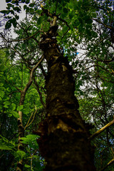 Fototapeta premium tree in the woods