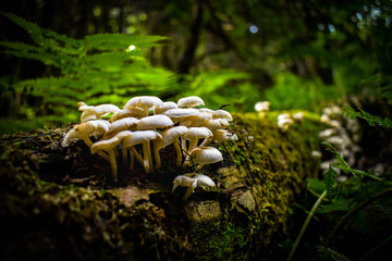 mushroom on the tree
