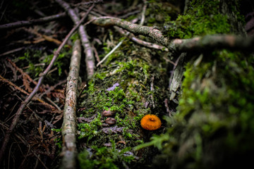 Fototapeta na wymiar lonely mushroom on a fallen tree trunk
