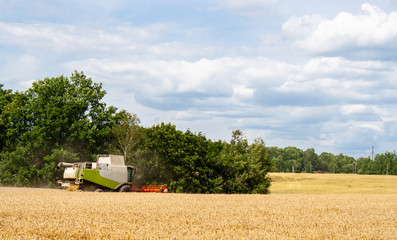 Fototapeta premium Combine harvester harvests ripe wheat in field with trees and beautiful blue sky with clouds. Reaping machine. Procurement of cereal seeds by combine for flour production. Side view. Banner site