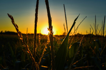 sunset blocked by corn