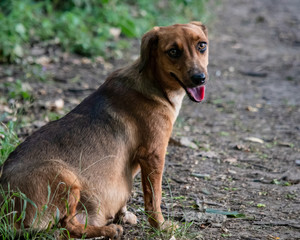 portrait of a brown dog sitting down
