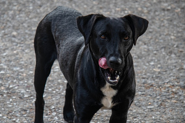 black labrador retriever dog