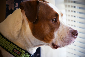 A Pit Bull looking outside the window waiting for his owner to come back home. 