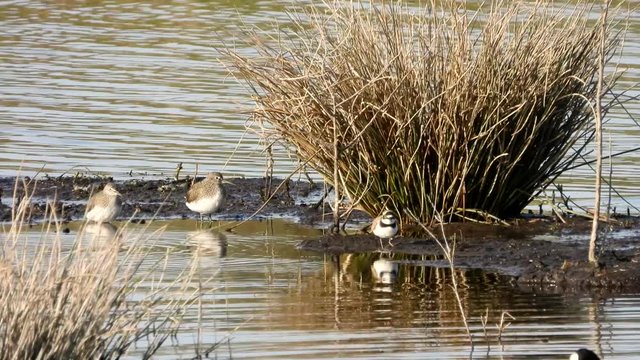 Bruchwasserl&auml;ufer und Flu&szlig;regenpfeifer am Jungferweiher Ulmen in der Eifel