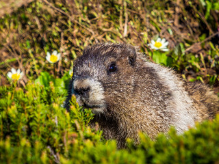 Marmot in the grass of alpine meadow in Mount Rainier National Park